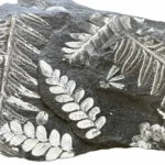 Fern 1