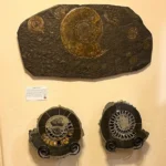 ammonites