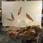 case 1