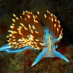 nudi