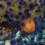 urchins